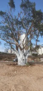 מגן - תמונה 3