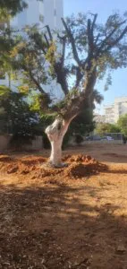 מגן - תמונה 4